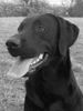 Labrador Retriever Foto: Yellow Star´s Sweetheat´s Dusk (ID 17634) Labrador Retriever Hund