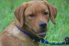 Labrador Retriever Foto: Unsere Flame (ID 38776) Labrador Retriever Hund