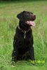 Labrador Retriever Foto: Unsere Beste Hündin / Rudelchefin Amy (ID 38775) Labrador Retriever Hund