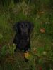 Labrador Retriever Foto: Grille mit 12 Monaten (ID 3955) Labrador Retriever Hund