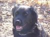 Labrador Retriever Hund