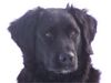 Labrador Retriever Foto: Mandy (ID 24046) Labrador Retriever Hund