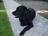 Labrador Retriever Foto: Passfoto. (ID 7180) Labrador Retriever Hund