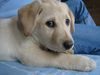 Labrador Retriever Foto: ich heiße easy und du?? (ID 31258) Labrador Retriever Hund