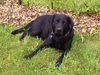 Labrador Retriever Foto: Porta (engl. Labrador) (ID 14568) Labrador Retriever Hund