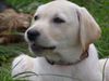 Labrador Retriever Foto: Unser Pflegling Emely beim relaxen am Main (ID 31665) Labrador Retriever Hund