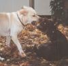 Labrador Retriever Foto: zwei böse hunde beim wilden spiel :) (ID 8892) Labrador Retriever Hund