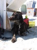 Labrador Retriever Foto: Inseltag mit Oskar (ID 41341) Labrador Retriever Hund