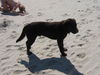 Labrador Retriever Foto: Inseltag mit Oskar (ID 41342) Labrador Retriever Hund