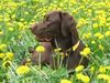 Labrador Retriever Hund