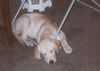 Labrador Retriever Hund
