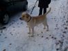 Labrador Retriever Foto: 1 jahr (ID 8891) Labrador Retriever Hund