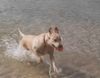 Labrador Retriever Foto: 6 monate (ID 8890) Labrador Retriever Hund