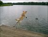Labrador Retriever Foto: Franjo am see (ID 23934) Labrador Retriever Hund