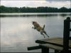 Labrador Retriever Foto: Franjo am see (ID 23935) Labrador Retriever Hund