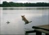 Labrador Retriever Foto: da wird die bremse gezogen.. (ID 23936) Labrador Retriever Hund