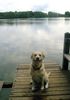 Labrador Retriever Foto: nochmal, nochmal (ID 23937) Labrador Retriever Hund