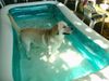 Labrador Retriever Foto: Franjo im swimming pool (ID 13087) Labrador Retriever Hund