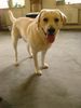 Labrador Retriever Foto: Franjo und Joschi (ID 13086) Labrador Retriever Hund