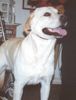 Labrador Retriever Foto: 1 jahr alt (ID 8889) Labrador Retriever Hund