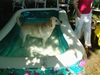Labrador Retriever Foto: Franjo im swimming pool (ID 13088) Labrador Retriever Hund