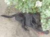 Labrador Retriever Foto: Galaxia (ID 14692) Labrador Retriever Hund