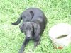 Labrador Retriever Foto: Galaxia (ID 14693) Labrador Retriever Hund