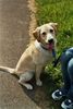 Labrador Retriever Hund