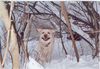 Labrador Retriever Foto: mein Labi Gordo im Pulverschnee (ID 18388) Labrador Retriever Hund