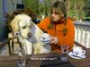 Labrador Retriever Foto: ja so lässt sich's leben (ID 31159) Labrador Retriever Hund