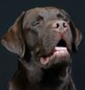 Labrador Retriever Foto: Augen zu und wünsch dir was/Grizzly der Schokobomber (ID 18166) Labrador Retriever Hund