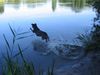 Labrador Retriever Hund
