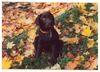 Labrador Retriever Hund