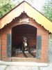 Labrador Retriever Foto: Hier wache ich!!! (ID 28842) Labrador Retriever Hund