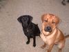 Labrador Retriever Foto: Grille und Pascha (beide 12 Monate) (ID 3956) Labrador Retriever Hund