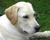 Labrador Retriever Foto: Lino from Dog´s Paradise (ID 6344) Labrador Retriever Hund