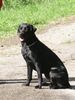 Labrador Retriever Hund