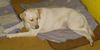 Labrador Retriever Hund
