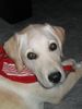 Labrador Retriever Foto: Lino allein zu Haus (ID 6308) Labrador Retriever Hund