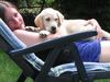 Labrador Retriever Foto: Simone mit Lino (ID 6306) Labrador Retriever Hund