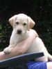 Labrador Retriever Foto: Simone mit Lino (2) (ID 6307) Labrador Retriever Hund