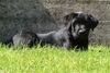 Labrador Retriever Foto: Jago (ID 11902) Labrador Retriever Hund