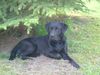 Labrador Retriever Hund