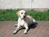 Labrador Retriever Foto: Jana :o) (ID 37361) Labrador Retriever Hund