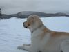 Labrador Retriever Hund
