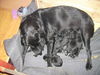 Labrador Retriever Foto: Der zweite Tag (ID 36762) Labrador Retriever Hund