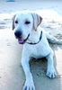 Labrador Retriever Foto: Urlaub (ID 7926) Labrador Retriever Hund