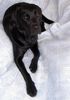 Labrador Retriever Foto: Mein Labrador (ID 10359) Labrador Retriever Hund