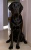 Labrador Retriever Foto: Mein Labrador (ID 10357) Labrador Retriever Hund