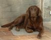 Labrador Retriever Foto (ID 18472) Labrador Retriever Hund
